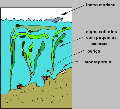 FOTOSINTESIS ALGA MARINA fotosintesis alga marina: