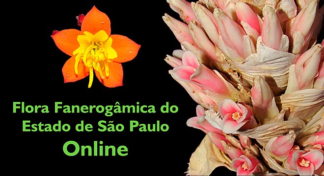 Flora Fanerogâmica do Estado de SP Flora Fanerogâmica do Estado de SP