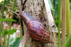 Caramujo gigante africano Caramujo gigante africano