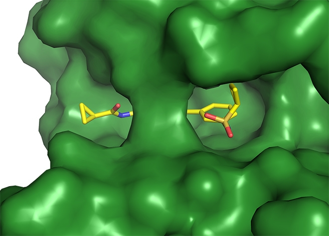 Pesquisadores do SGC-Unicamp controlam via de comunicação celular por meio de um composto químico inibidor de uma proteína quinase (imagem: SGC-Unicamp)