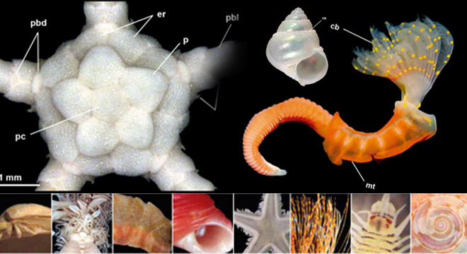 audiodescrição: montagem com fotografias coloridas dos invertebrados marinhos