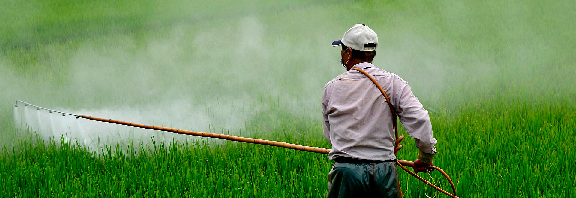 Foto de um homem aplicando herbicida em uma plantação. Ele aparece de costas, usa calça escura, camisa clara e boné.