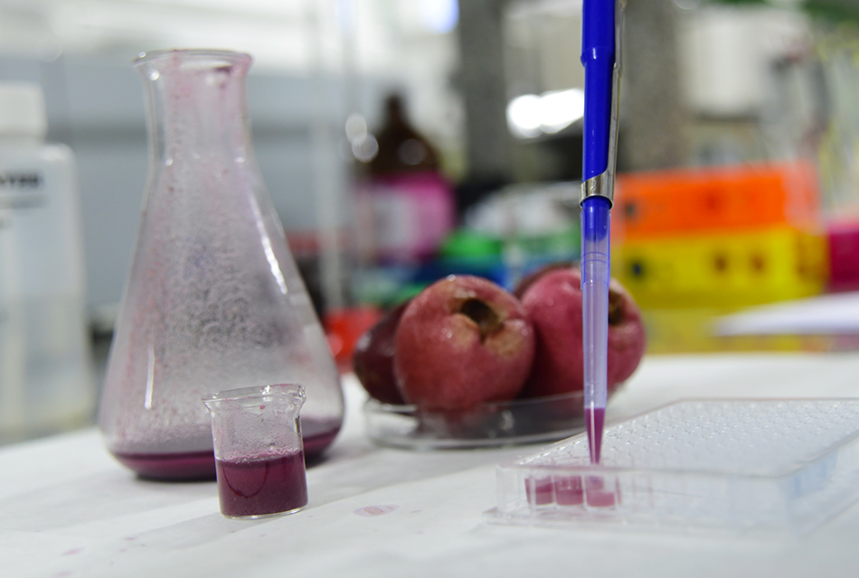 Em uma bancada de laboratório, em primeiro plano, tubos de ensaio contendo líquido avermelhado; recipientes de vidro, cilíndricos e curtos, contendo separadamente pó em tom roxo, jambos e jabuticabas