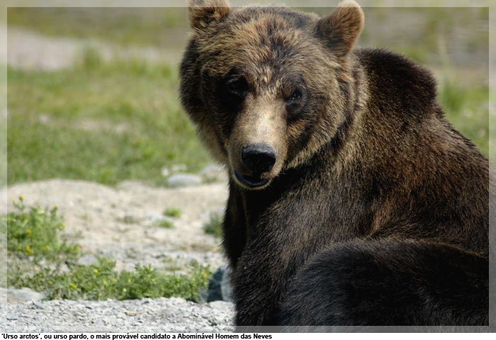 Urso arctos, ou urso pardo, o mais provável candidato a Abominável Homem das Neves