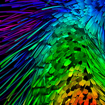 Foto obtida por microscópio. A imagem lembra as penas coloridas de uma borboleta.