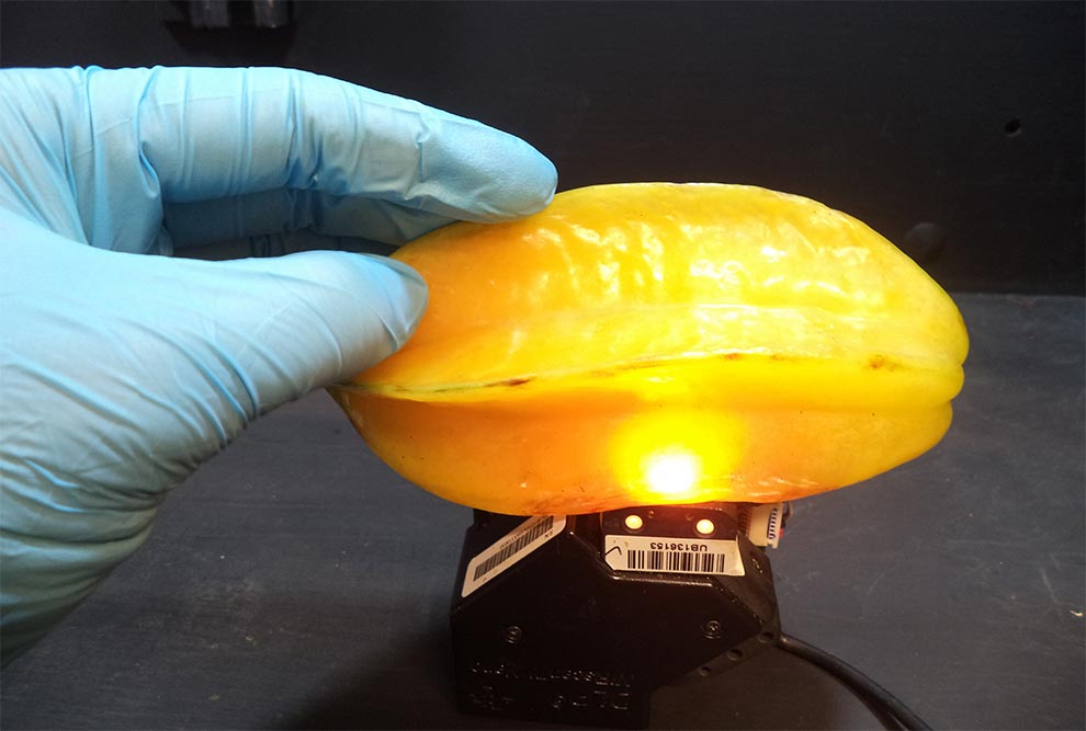 Carambola é analisada em laboratório da FEA: pesquisadora elaborou sistema que classifica o grau de maturação da fruta