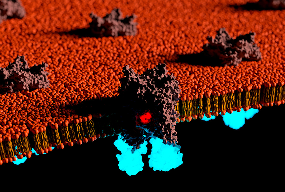 Representação da emissão de luz azul e fluorescência vermelha na aplicação da técnica de Bret para a proteína de membrana TRPML1