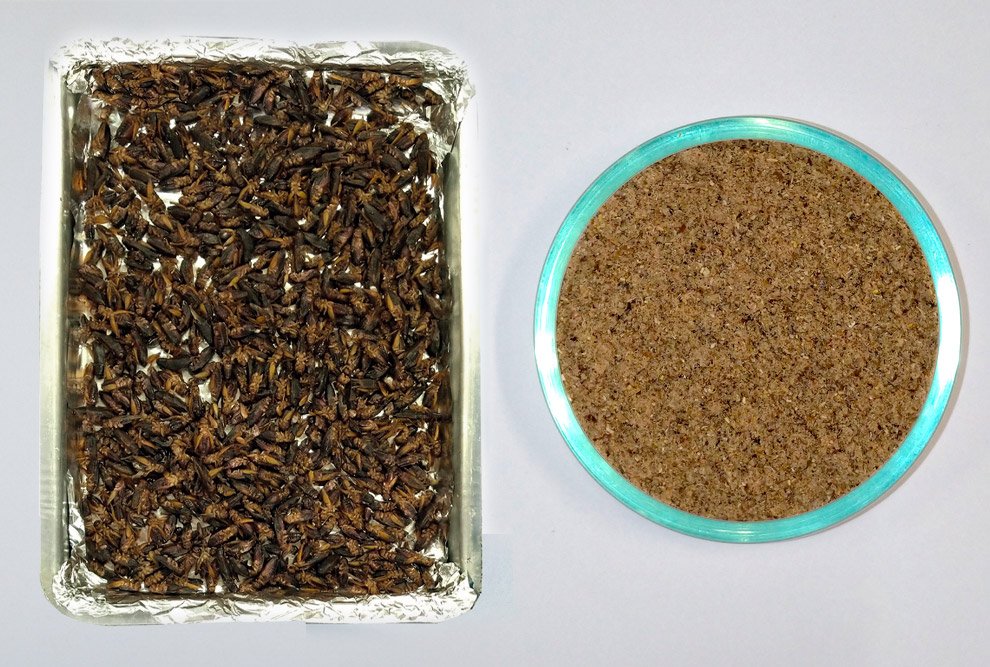 À direita, a farinha de grilo, desenvolvida em parceria com pesquisadores alemães; à esquerda, insetos em processo de secagem