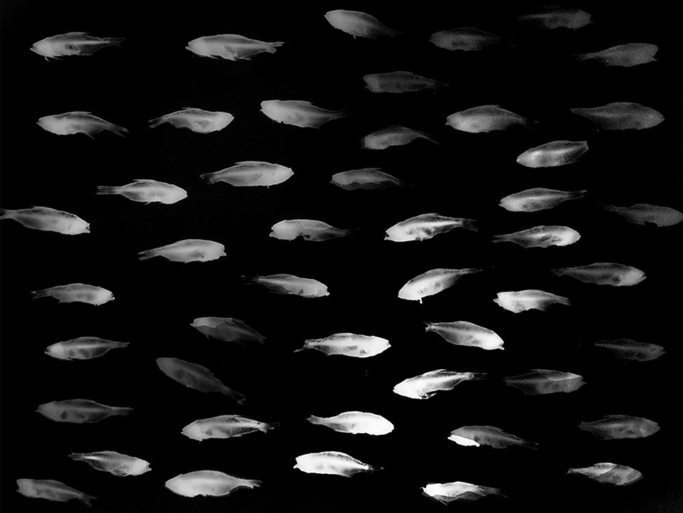 Foto: Antônio Quaresma