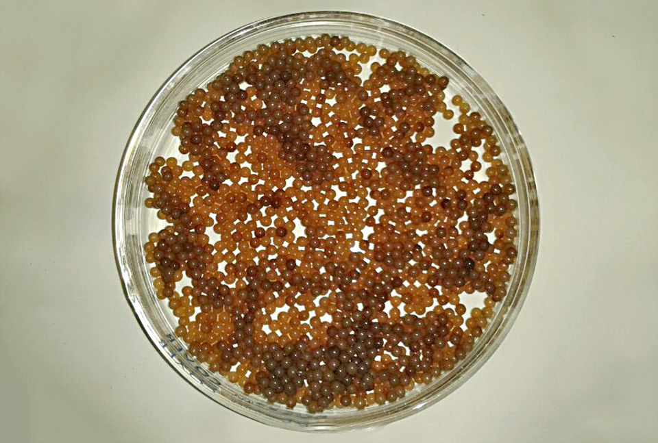 Imobilização de tanase por microencapsulação em alginato de sódio