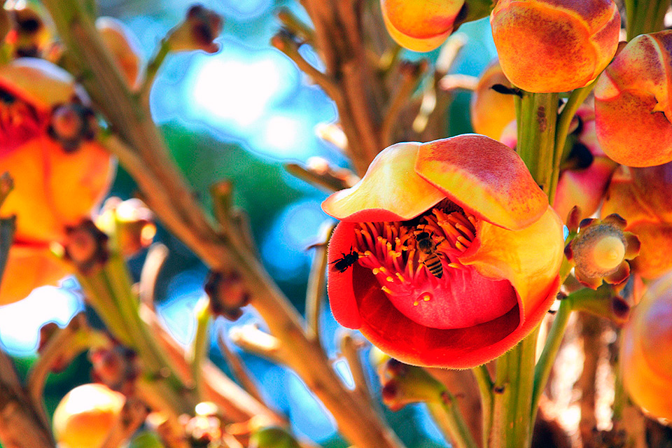 Flores conhecidas como abricó de macaco, ao centro uma flor com abelhas no seu interior.