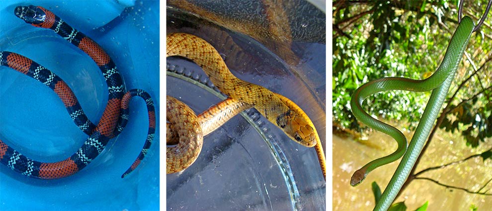 As serpentes estão entre as espécies de répteis mais investigadas; fatores biológicos e socioeconômicos são os principais influenciadores quanto à quantidade de estudos realizados (Foto: Francisco Assis da Silva/ Centro de Monitoramento Animal da Unicamp) 