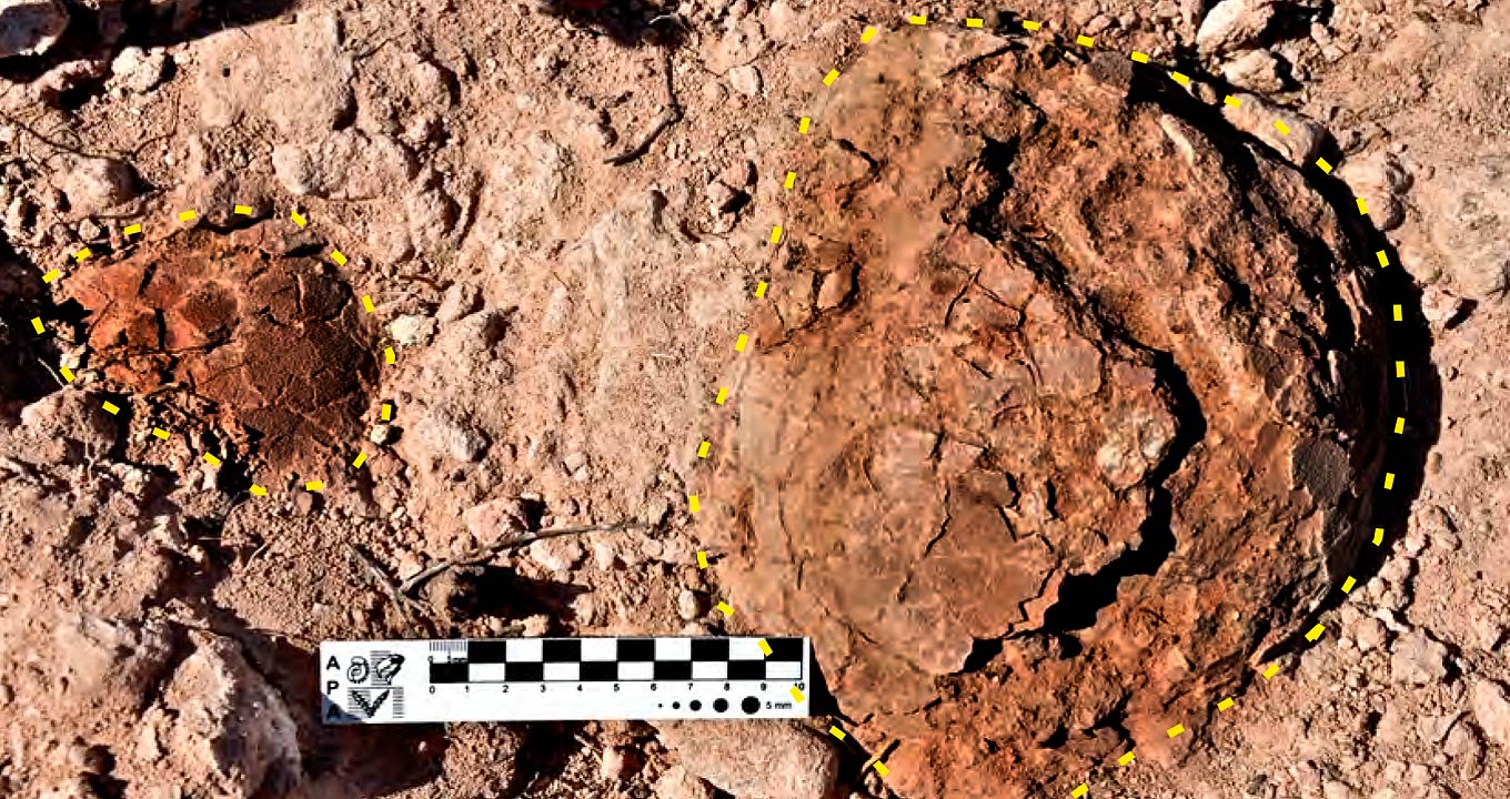 Ovos de titanossauros, como foram encontrados no sítio de descobrimento