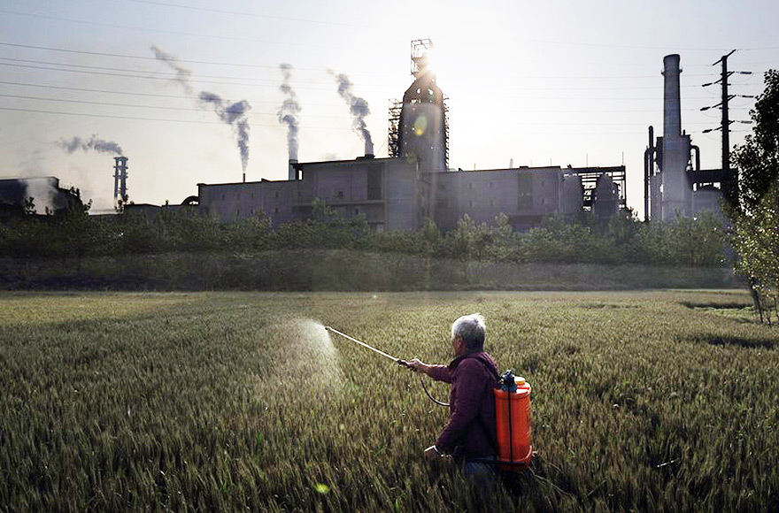 Plantação de trigo próxima à fábrica de aço na China | Foto: Lu Guang - Greenpeace Plantação de trigo próxima à fábrica de aço na China | Foto: Lu Guang - Greenpeace
