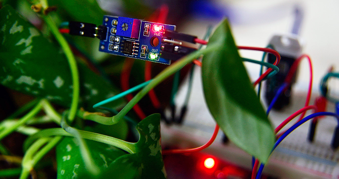 Em foco, uma placa de sensores conectados com fios, vermelho e azul. Fora do foco, em volta, folhas da planta. Foto: Antonio Scarpinetti. Para acessar tecle enter