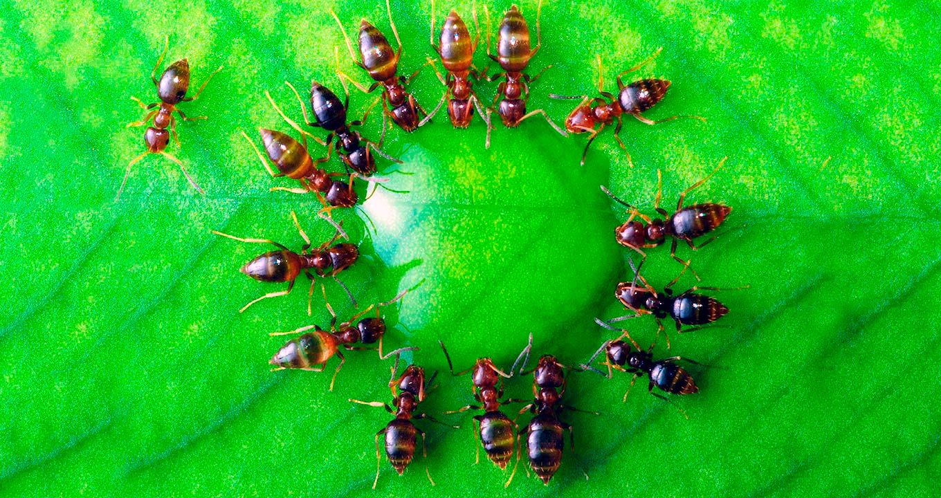 Formigas bebendo água: “estômago social”