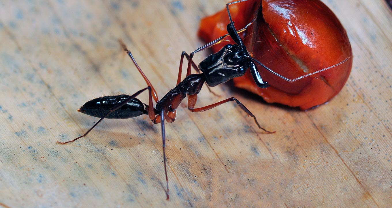 Formiga carrega fruto para alimentar a colônia com a polpa nutritiva | Foto: Hélio Soares Jr.