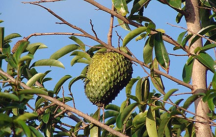 Gravioleira: componentes bioativos estão presentes nas folhas, caule, casca e semente dos frutos | Foto: Wikimedia Commons