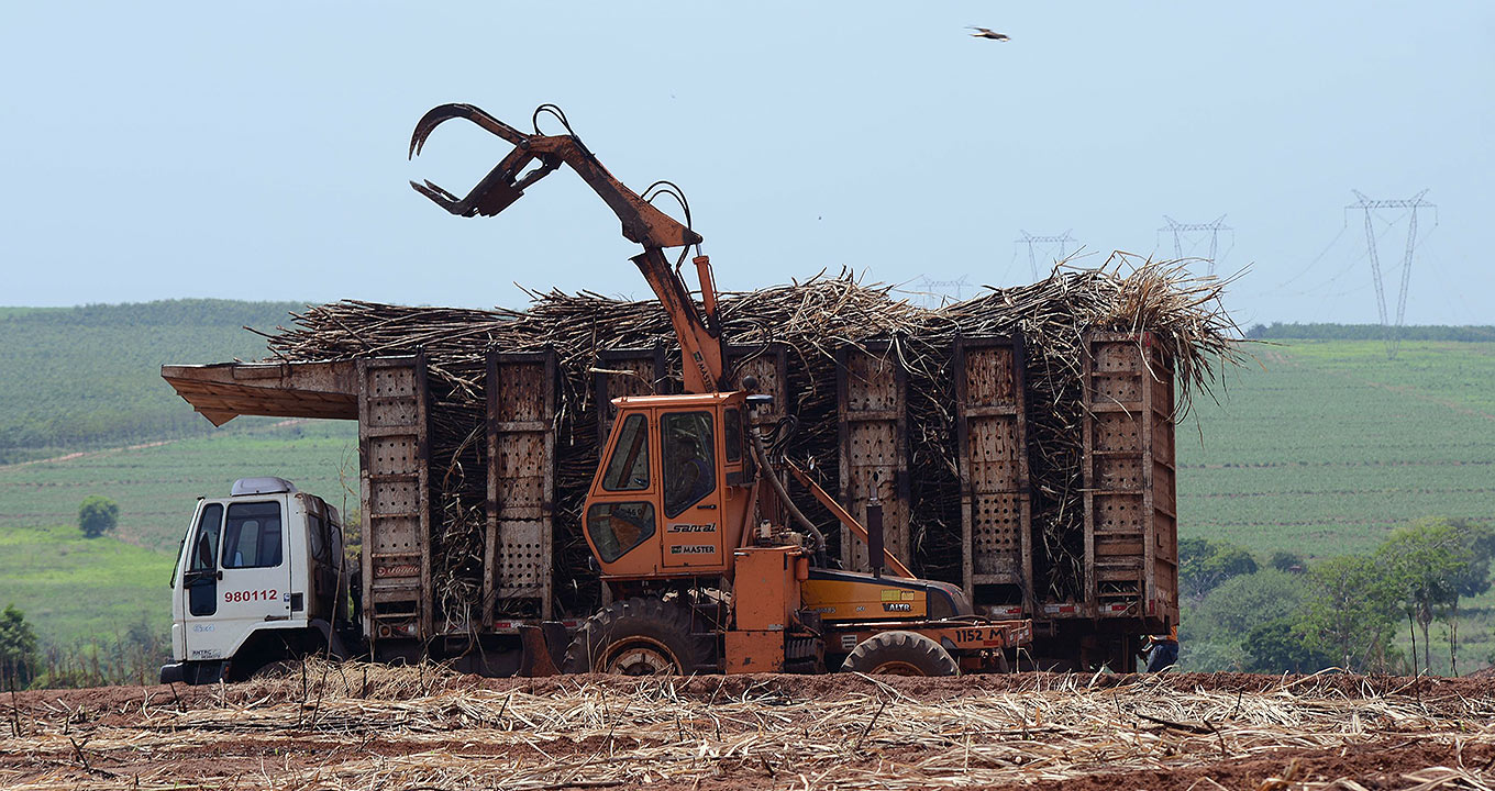 Colheita de cana-de-açúcar na região de Ribeirão Preto | Foto: Antonio Scarpinetti