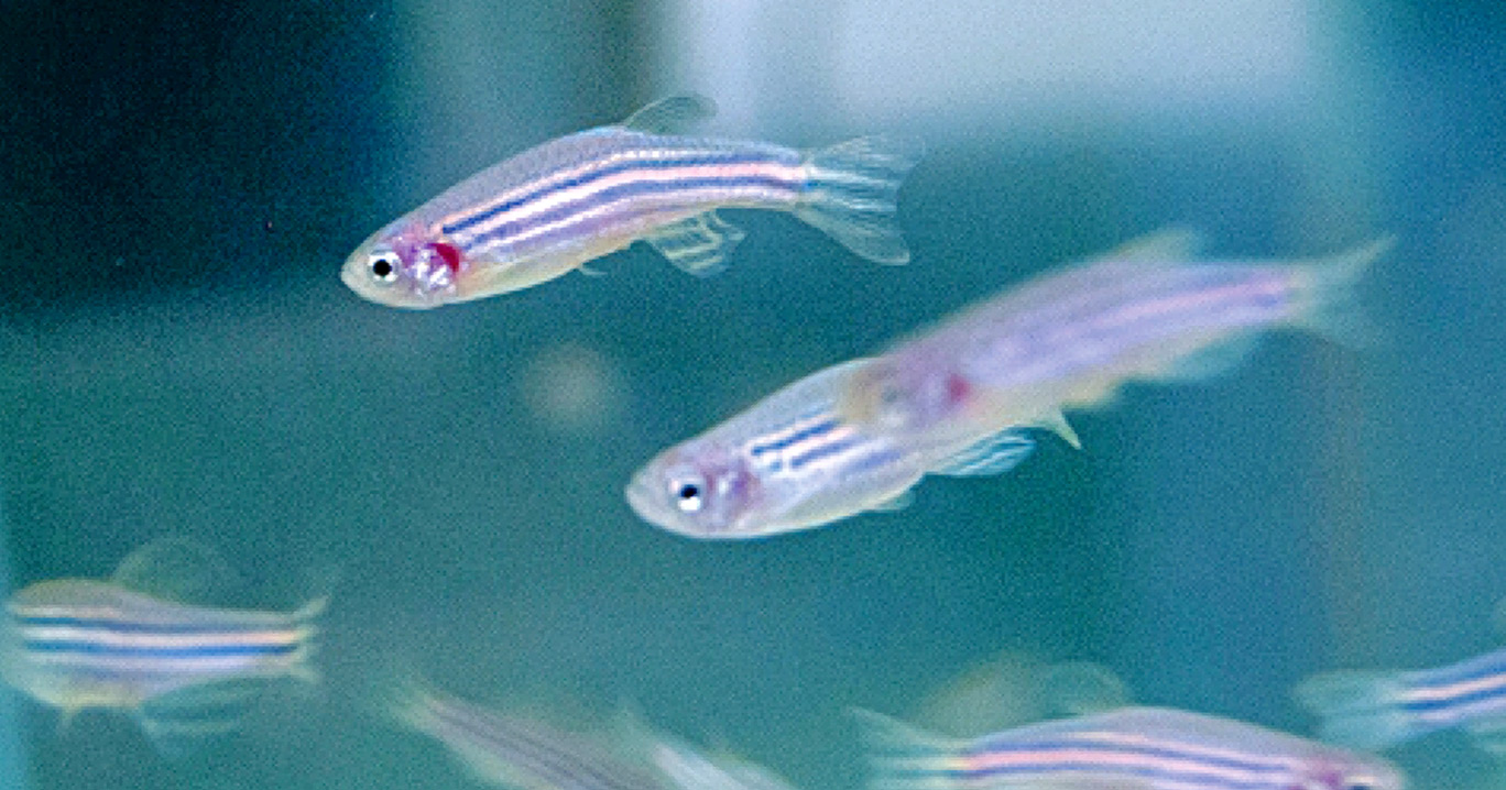 Audiodescrição: Pequenos peixes com listras horizontais em tons preto e branco se movimentam em ambiente com água, da direita para esquerda.