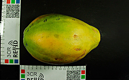 Nem sempre a casca indica o ponto de maturação do mamão papaia 