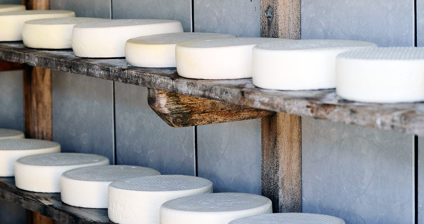 Produção artesanal de queijo Canastra em São José do Barreiro, distrito de São Roque de Minas | Foto: Antonio Scarpinetii Audiodescrição: Imagem em perspectiva de área interna revestida com azulejos retangulares cinza claro, com cerca de quinze queijos brancos, com diâmetro aproximado de trinta centímetros por oito centímetros de altura, dispostos um ao lado do outro, ocupando duas extensas prateleiras de madeira que estão afixadas na parede por caibros na vertical. Imagem 1 de 1.