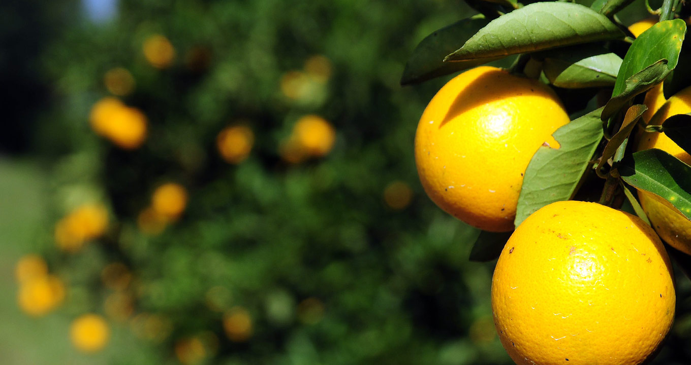 Audiodescrição: Imagem close-up, à direita, de três laranjas no pé, com algumas folhas verdes sobre elas, sendo que ao fundo, em imagem desfocada, aparece um amplo laranjal. Imagem 1 de 1.
