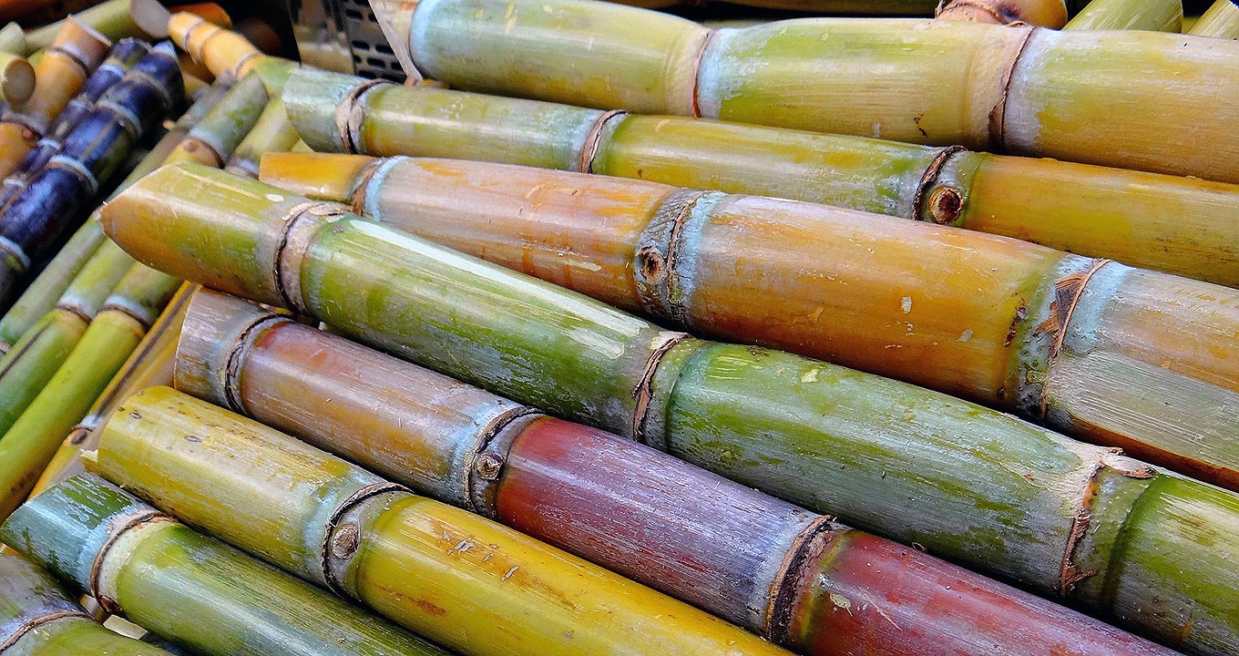 Audiodescrição: Imagem close-up de vários troncos de cana-de-açúcar, cortados e limpos, empilhados na horizontal, ocupando quase toda imagem. Imagem 1 de 1.