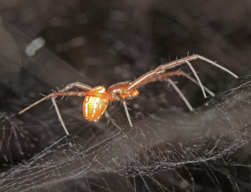 audiodescrição: uma aranha envolvida em sua teia