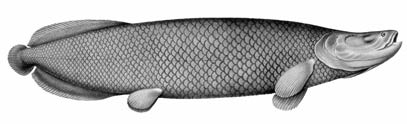 Pirarucu, um dos mais valorizados peixes amazônicos -  Alexandre Rodrigues Ferreira/ Viagem Filosófica pelas Capitanias do Grão Pará, Rio Negro, Mato Grosso e Cuiabá. 1783-1792.