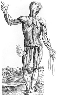 Introdução da anatomia humana
