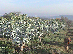 Plantação de figo na região de Valinhos, maior produtora da fruta no país: projeto prevê selo de qualidade para agricultor que adotar procedimentos adequados 