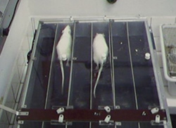Ratos durante testes de laboratório: parâmetros bioquímicos para verificar o estado fisiológico do animal