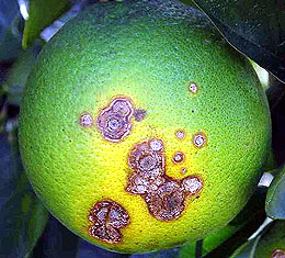  Fruto atacado pelo cancro cticro (acima); no destaque da foto abaixo, a folha infestada   