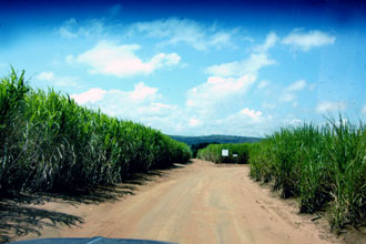 Cana-de-açúcar: cultura é a que mais pode ser “favorecida” com o aquecimento global (Foto: Antoninho Perri)
