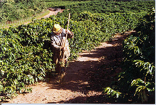 Colheita de café no Sul de Minas: testes de campo começam nas próximas semanas (Fotos: Divulgação/ Cooxupé)