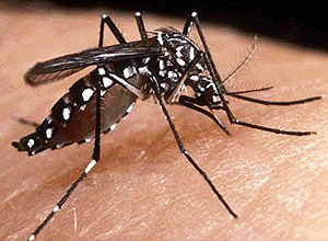 Mosquito da dengue: controle biológico ganha cada vez mais adeptos