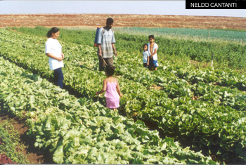 Segundo levantamento, a agricultura familiar representa 40% da produção agrícola brasileira