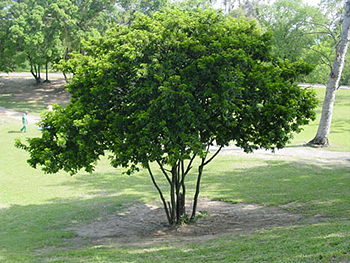 Pau-brasil, árvore ameaçada de extinção, segundo o Ibama: características bioquímicas inéditas (Foto: Divulgação)