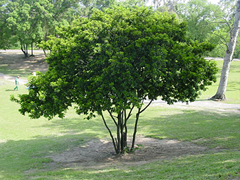 Projeto de tese de doutorado Projeto de tese de doutorado