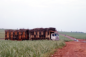 Caminhão carregado de cana na região de Ribeirão Preto, com usina ao fundo: segundo Silvia Nebra, uma das alternativas promissoras é a do aproveitamento do subproduto lignina como combustível para a geração de vapor (Foto: Antônio Scarpinetti)