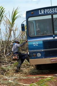Trabalhador entra em ônibus de usina de cana-de-açúcar na região de Ribeirão Preto: apenas 9% ocupados agrícolas têm carteira assinada (Foto: Antôninho Scarpinetti)