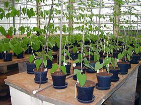 As plantas arbóreas foram submetidas a doses crescentes de chumbo e zinco: testando a tolerância (Fotos: Divulgação)