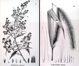 Nas duas ilustrações ao lado: Gomphrena holocericea e Gymnothrix peruviana (Fotos: Divulgação/Reprodução)