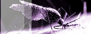 O Anopheles darlingi, mosquito transmissor da malária nas Américas (Foto: Reprodução)