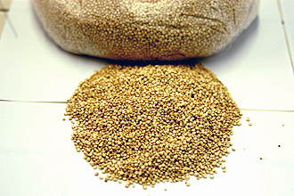 Quinoa: fonte rica de amido, proteínas e lipídeos (Foto: Divulgação)