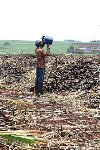 Colheita da cana-de-açúcar na região de Ribeirão Preto: disparidades regionais tornam quadro heterogêneo (Foto: Antonio Scarpinetti) 
