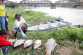 Peixes mortos em razão do derramamento de 8 mil litros de endosulfan no rio Paraíba, na cidade fluminense de Resende, em novembro de 2008: acidente provocou mudanças na lei (Foto: Felipe Vieira / Folha Imagem)