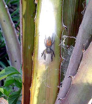 Aranha fêmea adulta de Psecas chapoda (Salticidae) sobre a Bromelia balansae (Bromellaceae)
