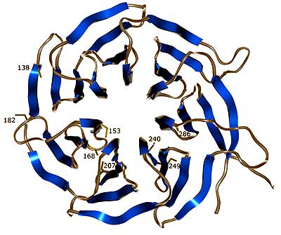 Figura da proteína Rack 1, que interage com a Ki-1/57, modelada no Laboratório Nacional de Luz Síncrotron